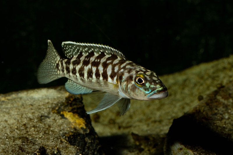 Lepidiolamprologus kamambae 'Kerenge Island'